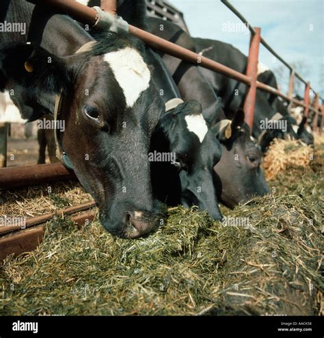 Holstein Friesian Cows Feeding On Grass Silage In A Trough Stock Photo