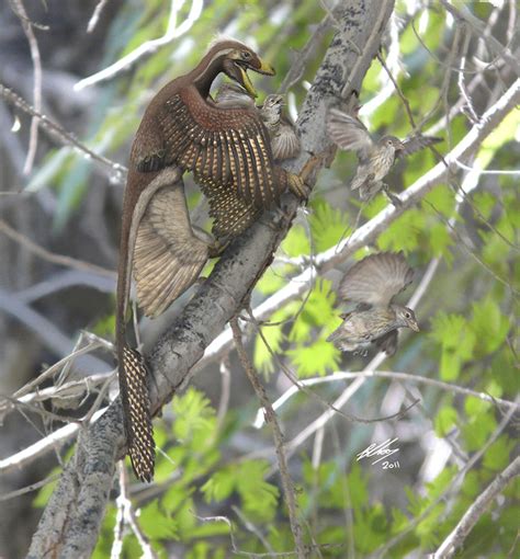 Additional Specimen Of Microraptor Provides Unique Evidence Of