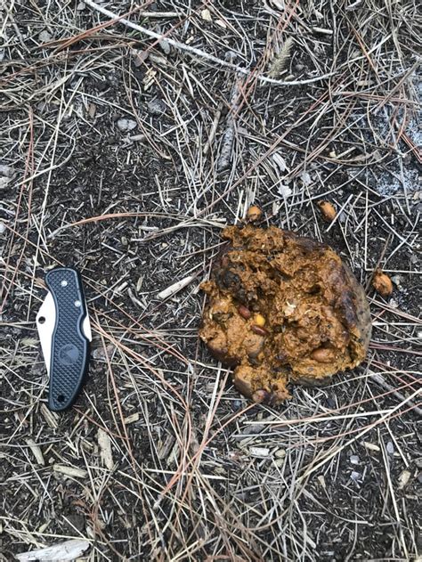 Bear Scat Se Florida Ranimaltracking