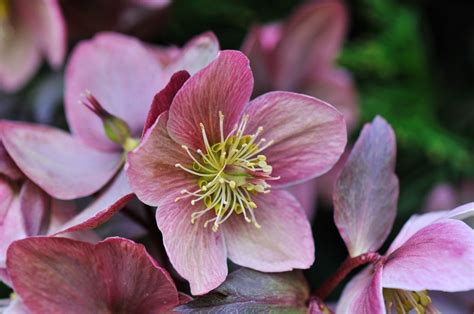 Types Of Hellebores: Learn About Varieties Of Hellebore Flowers