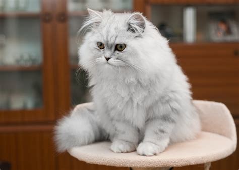 Silver Persian Cat Info Pictures History More Catster