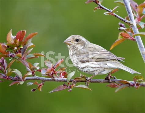 Purple Finch - Female Stock Photo | Royalty-Free | FreeImages