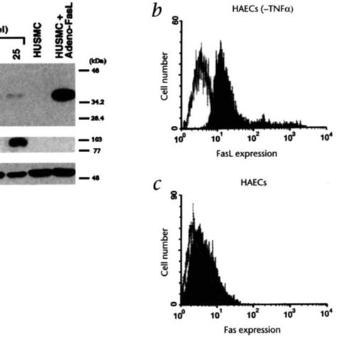 Regulated Expression Of Fasl On Human Endothelial Cells A Immunoblot