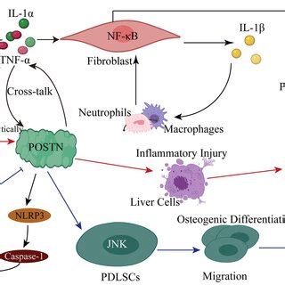 Pro-inflammatory cytokines induce POSTN expression, revealing the ...