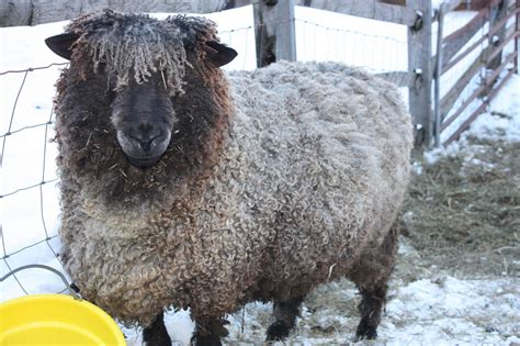 Leicester Longwool Sheep Our Ram Henry Sheep Farm Animals Baa