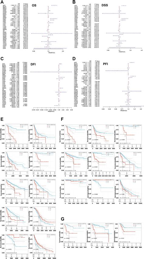 Correlation Of The Expression Of Slc7a11 With The Prognosis Of