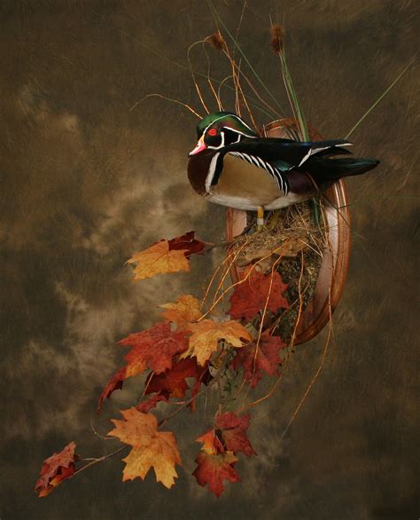 Wood Duck Mounts Waterfowl Taxidermy Upland Taxidermy