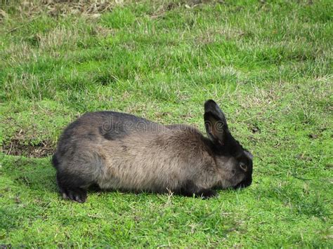 Cute Greyish Black Bunny Rabbit At Jericho Beach Canada 2018 Stock