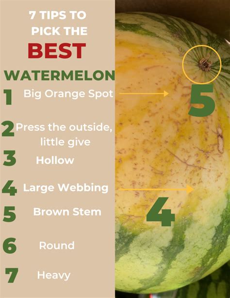 How To Pick The Perfect Watermelon Rootsandknuckles Watermelon