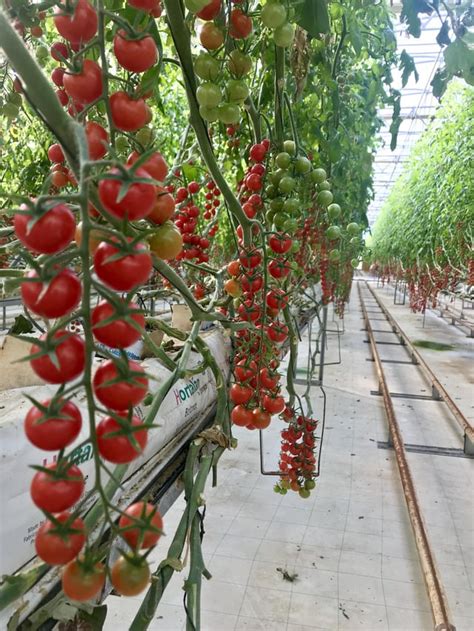 Inside Just One Of Thousands Of Commercial Hydroponic Greenhouses In