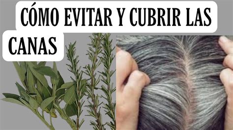 C Mo Evitar Y Cubrir Las Canas Remedio Para Las Canas Romero Y Salvia