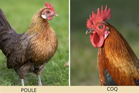 Comment Reconna Tre Un Coq D Une Poule