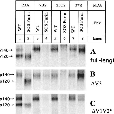 Antigenic Structure Analysis Of Variable Loop Deleted Gp140 Proteins