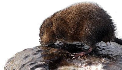 Facts About Muskrats