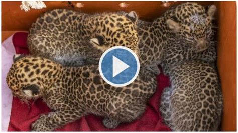 Viral Video Lost Leopard Cubs Rescued And Reunited With Their Mother