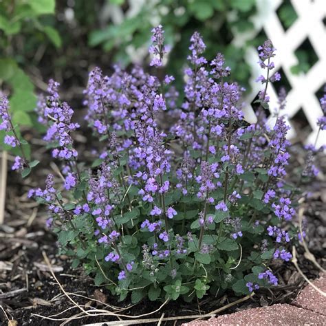 Nepeta 'Cat's Pajamas' - Garden Crossings