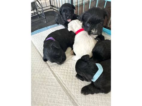 Registered miniature schnauzer puppies in Dallas - Puppies for Sale Near Me