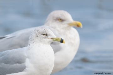 Herring Gull