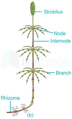 Pteridophytes MCQ Free PDF Objective Question Answer For