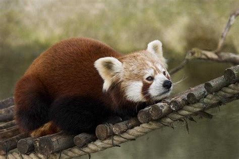 6 National Parks to Spot Red Panda in India