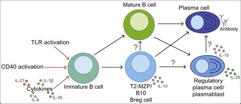 Regulatory B Cells Origin Phenotype And Function Immunity