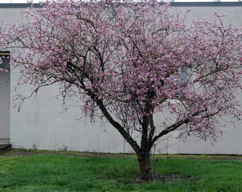 Prunus × blireiana | Landscape Plants | Oregon State University