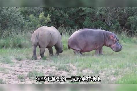 河马单挑犀牛，下一秒却被犀牛跪着打，吓的河马跪地求饶