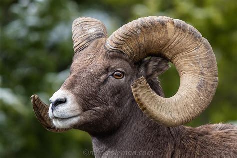 Mervin Coleman Photography 810 Rocky Mountain Ram