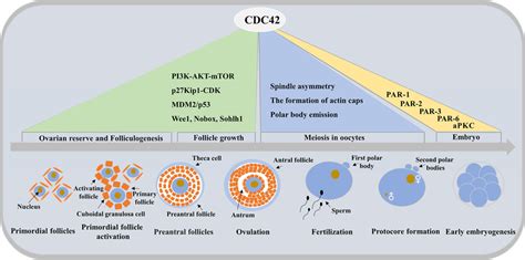 Full Model Map Of Cdc42 In The Control Of Follicle Growth Cdc42 Is Download Scientific Diagram