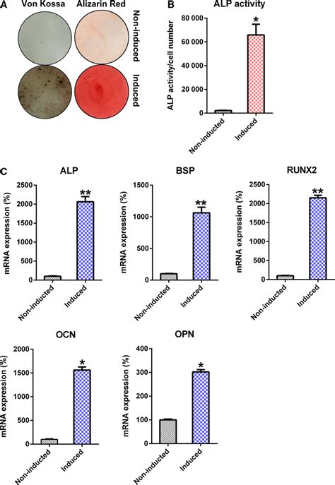 Osteoblastic Differentiation Of Hbmscs Osteogenic Differentiation Was