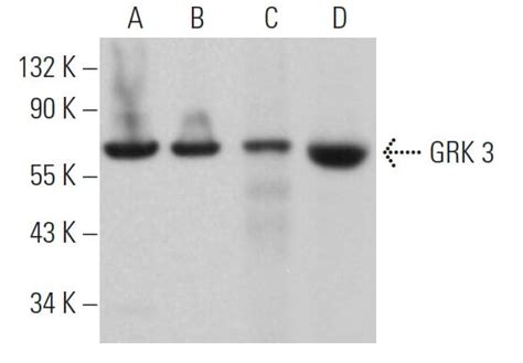 Anti GRK 3 Antibody C 11 SCBT Santa Cruz Biotechnology