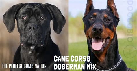 Cane Corso Doberman Mix: Unleashing Potent Beauty 2025