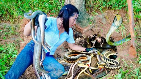 Happy Day Discovered LARGE SNAKE NEST Rescue The Farm Harvesting