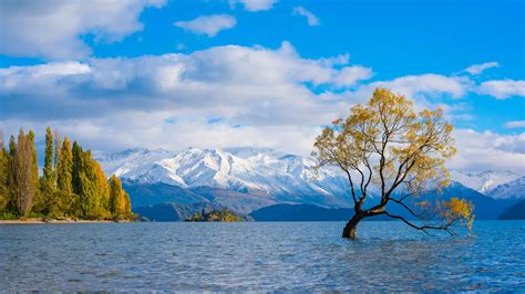 Wanaka Lake willow tree in autumn, Otago region of New Zealand ...