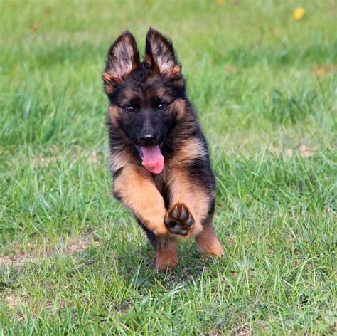 Chiot Elevage Des Trois Lieux Eleveur De Chiens Berger Allemand