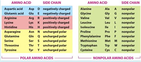 Amino Acid Letter Chart