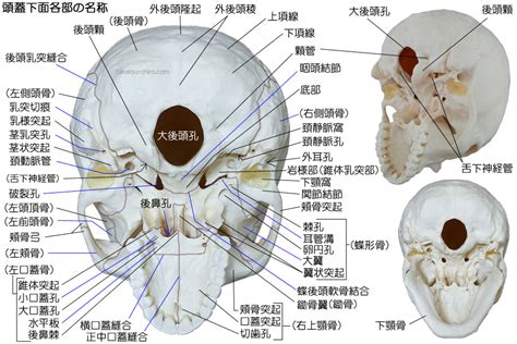 頭蓋骨を構成する骨と縫合｜高津整体院