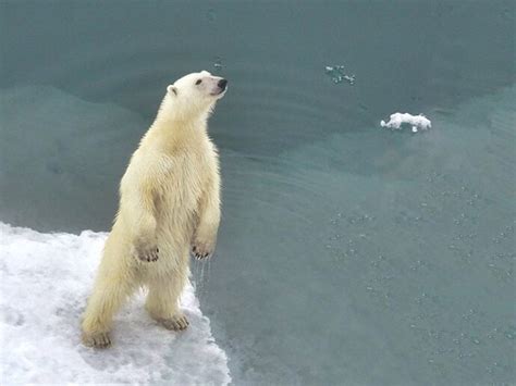 Polar Bear Spotting in Greenland: What You Need to Know - Travel To North