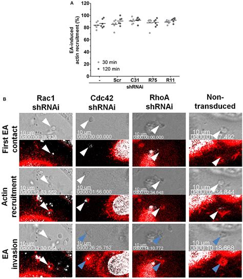 Frontiers Rac Wave And Cdc N Wasp Participation In Actin