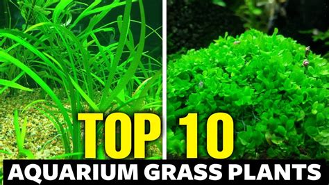 Top 10 Aquarium Grass Plants Youtube