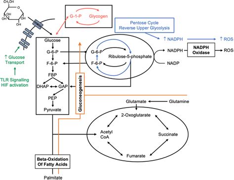 Neutrophils Are Predominantly Glycolytic But Can Alter Their Metabolic