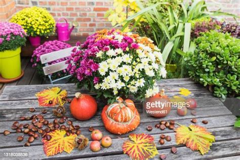 816 Chrysanthemum Table Stock Photos High Res Pictures And Images