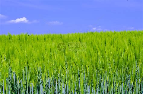 小麦农村粮食季节乡村谷物面包植物场地农田土地高清图片下载 正版图片321126512 摄图网