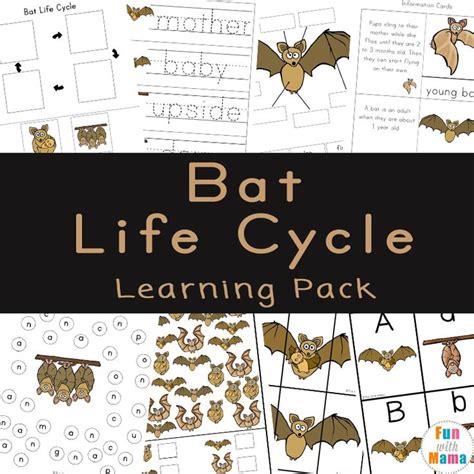 bat life cycle for kids - Adolfo Brunson