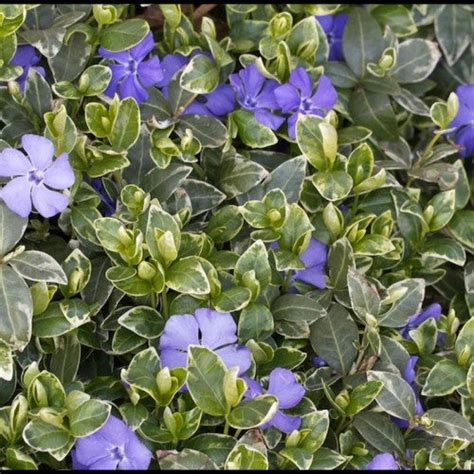 Vinca Minor Pervinica Saschiu Planthousero