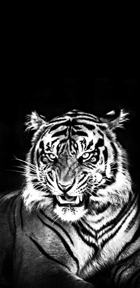 Top 999+ Black Tiger Wallpaper Full HD, 4K Free to Use