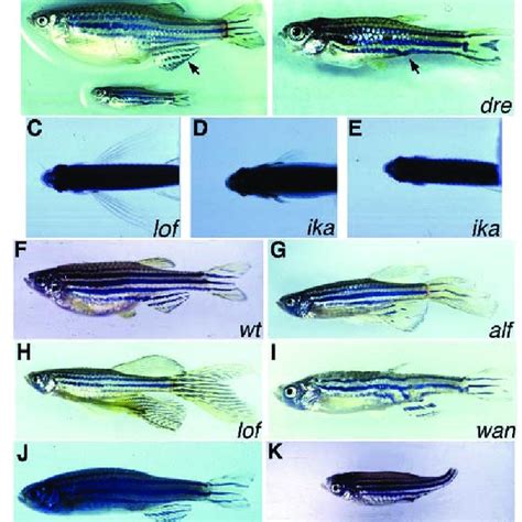 Overview Of Wild Type Fins In Zebrafish A Wild Type Embryo At 84