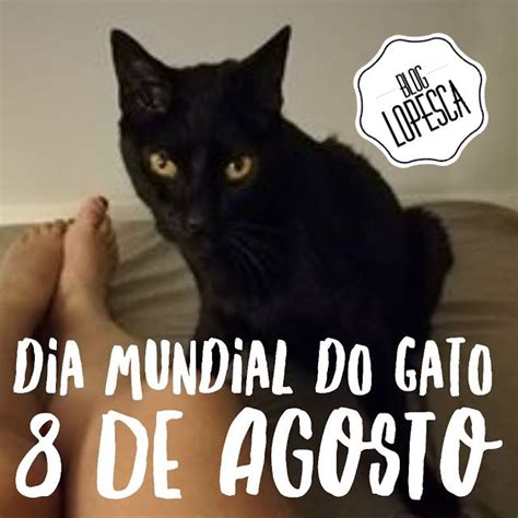 Dia Mundial Do Gato 8 De Agosto Dia Mundial Do Gato Dia Internacional Dos Gatos Gatos