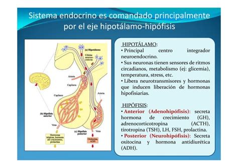 Cambios Hormonales Durante El Ejercicio Ppt