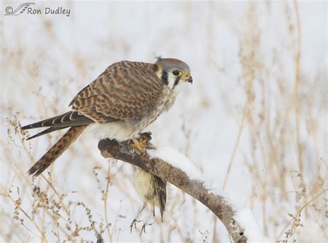 A Female Kestrel Trying To Survive Winters Cold Feathered Photography